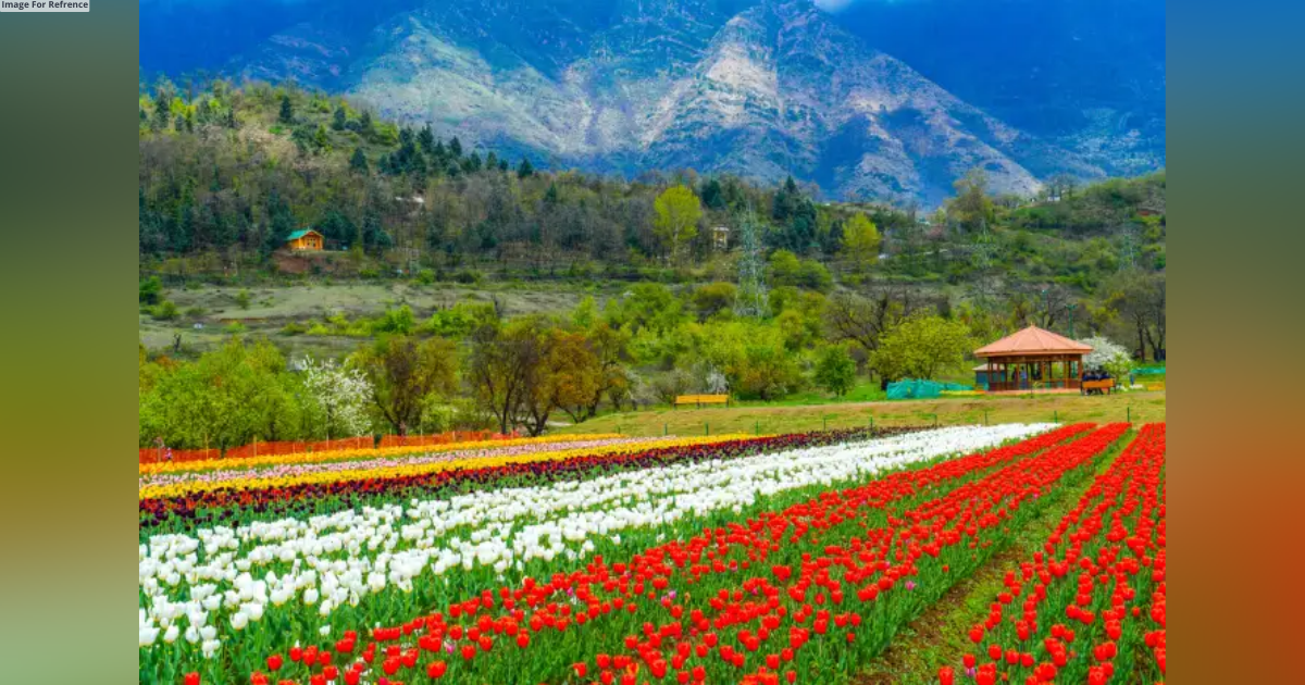 Kashmir's Tulip Garden closes for this season with record number of visitors